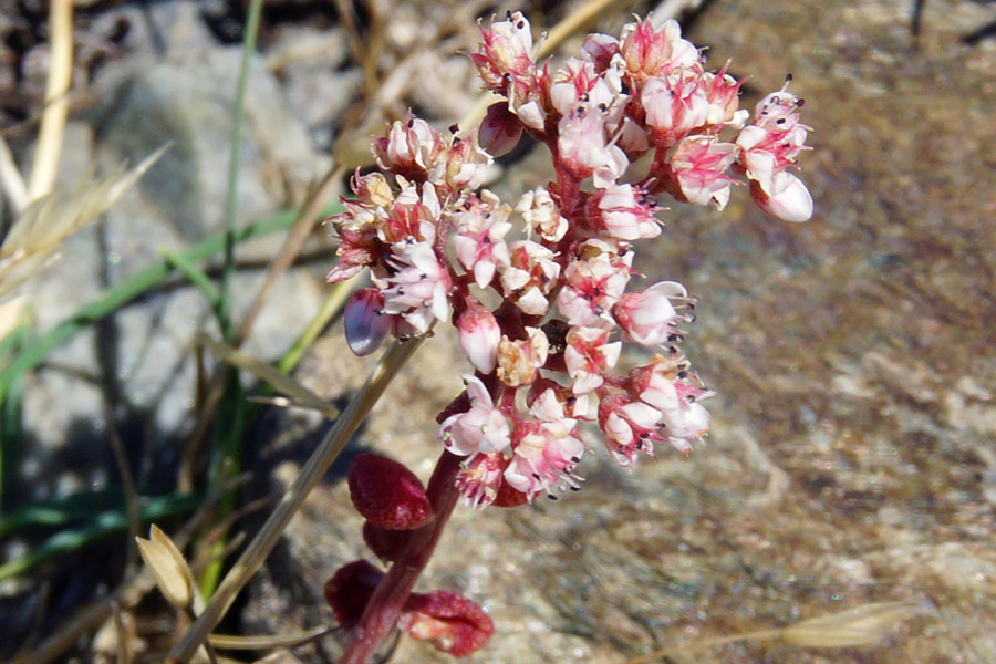 Sedum album